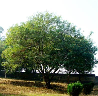  Plant